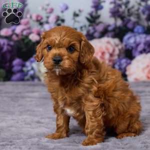 Chance, Cavapoo Puppy